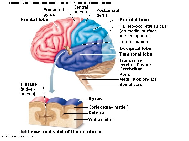 Figure 12. 4 c Lobes, sulci, and fissures of the cerebral hemispheres. Precentral gyrus
