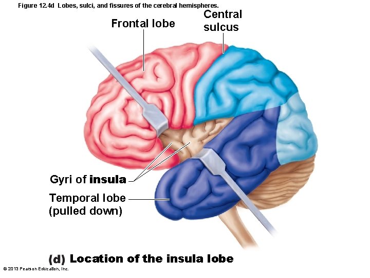 Figure 12. 4 d Lobes, sulci, and fissures of the cerebral hemispheres. Frontal lobe