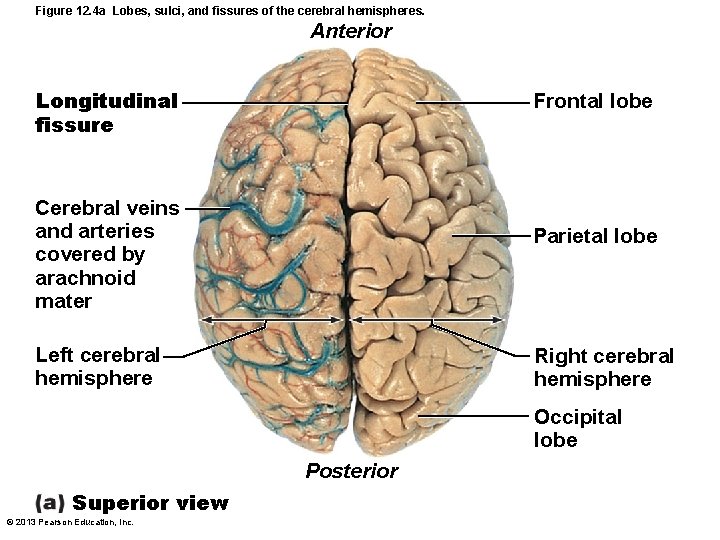 Figure 12. 4 a Lobes, sulci, and fissures of the cerebral hemispheres. Anterior Longitudinal