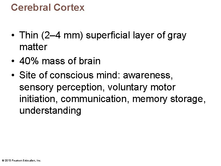 Cerebral Cortex • Thin (2– 4 mm) superficial layer of gray matter • 40%