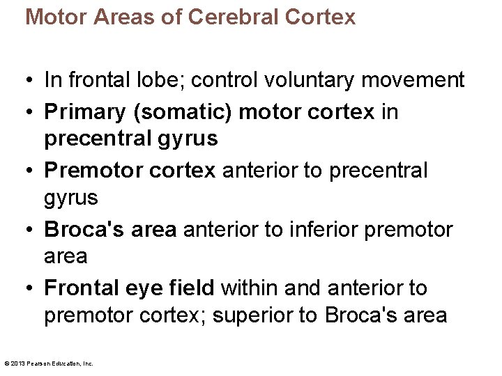 Motor Areas of Cerebral Cortex • In frontal lobe; control voluntary movement • Primary