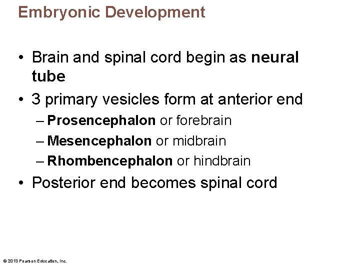 Embryonic Development • Brain and spinal cord begin as neural tube • 3 primary