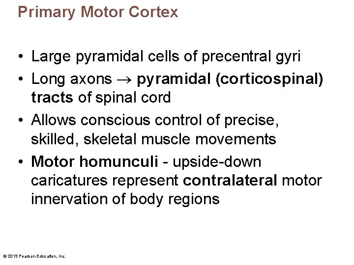Primary Motor Cortex • Large pyramidal cells of precentral gyri • Long axons pyramidal