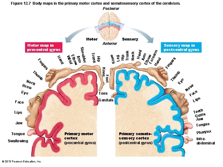 Figure 12. 7 Body maps in the primary motor cortex and somatosensory cortex of