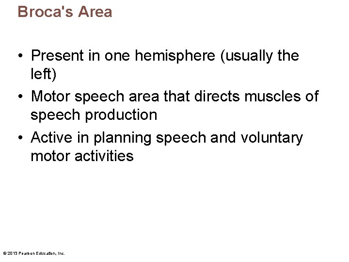 Broca's Area • Present in one hemisphere (usually the left) • Motor speech area