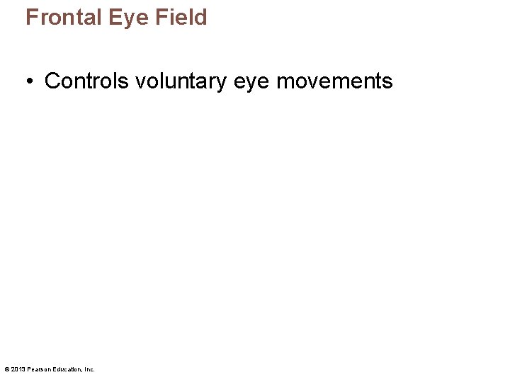 Frontal Eye Field • Controls voluntary eye movements © 2013 Pearson Education, Inc. 