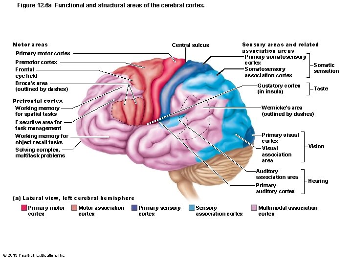 Figure 12. 6 a Functional and structural areas of the cerebral cortex. Motor areas