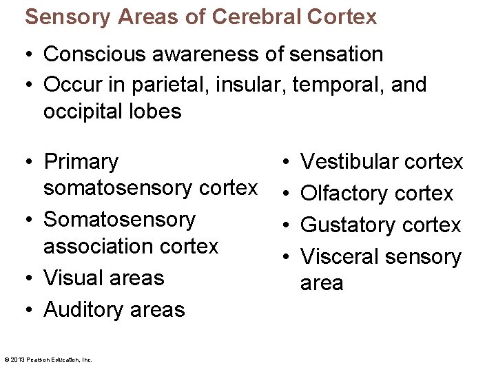 Sensory Areas of Cerebral Cortex • Conscious awareness of sensation • Occur in parietal,