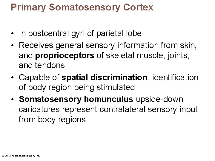 Primary Somatosensory Cortex • In postcentral gyri of parietal lobe • Receives general sensory