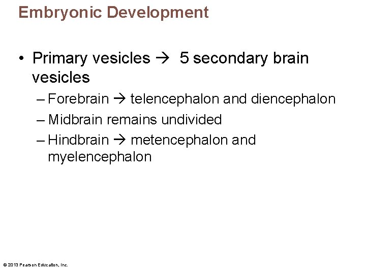 Embryonic Development • Primary vesicles 5 secondary brain vesicles – Forebrain telencephalon and diencephalon