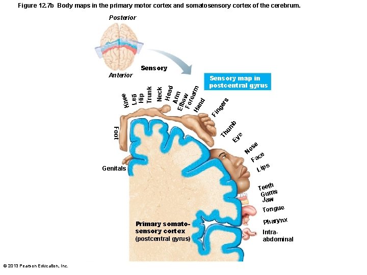 Figure 12. 7 b Body maps in the primary motor cortex and somatosensory cortex