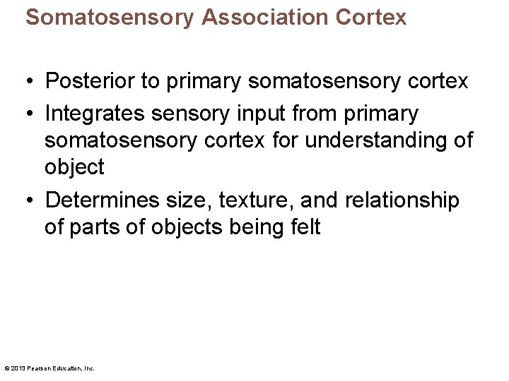 Somatosensory Association Cortex • Posterior to primary somatosensory cortex • Integrates sensory input from