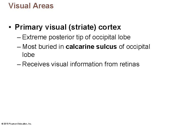 Visual Areas • Primary visual (striate) cortex – Extreme posterior tip of occipital lobe