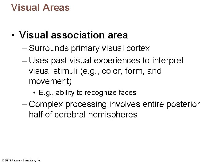 Visual Areas • Visual association area – Surrounds primary visual cortex – Uses past