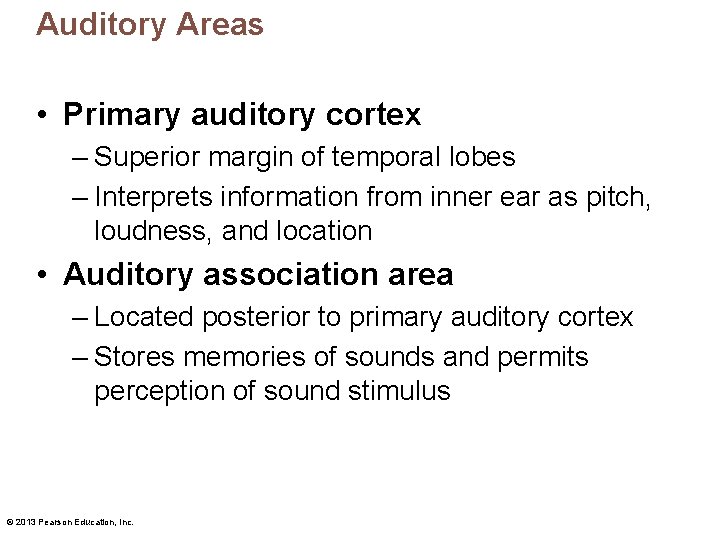 Auditory Areas • Primary auditory cortex – Superior margin of temporal lobes – Interprets