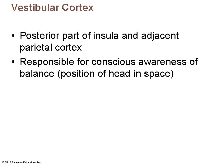 Vestibular Cortex • Posterior part of insula and adjacent parietal cortex • Responsible for