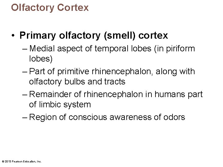 OIfactory Cortex • Primary olfactory (smell) cortex – Medial aspect of temporal lobes (in