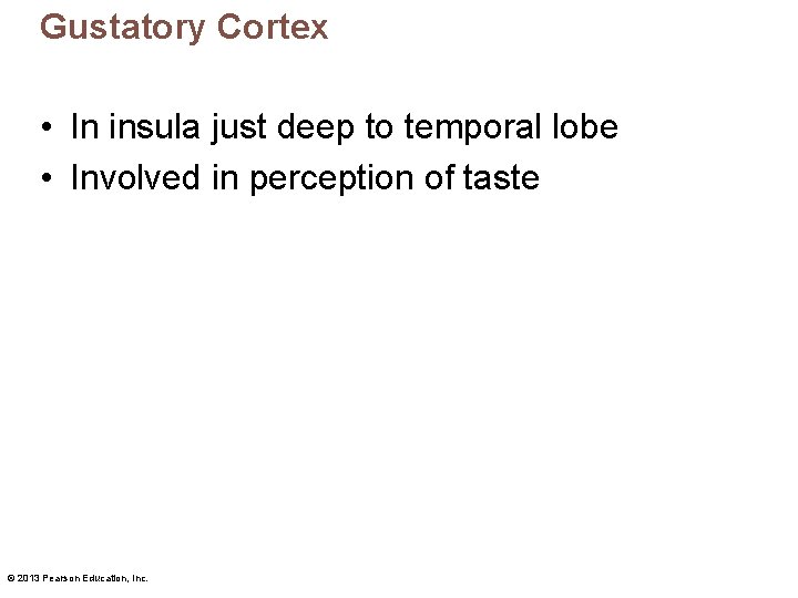 Gustatory Cortex • In insula just deep to temporal lobe • Involved in perception