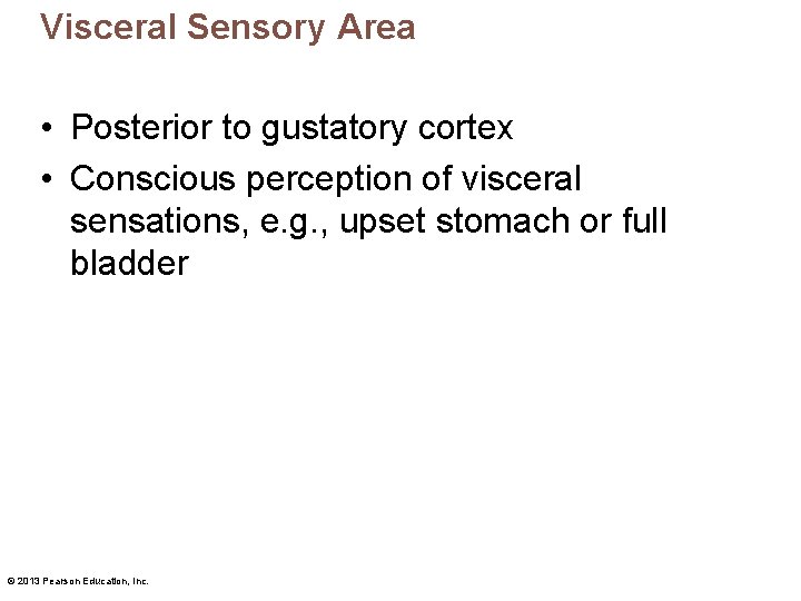 Visceral Sensory Area • Posterior to gustatory cortex • Conscious perception of visceral sensations,