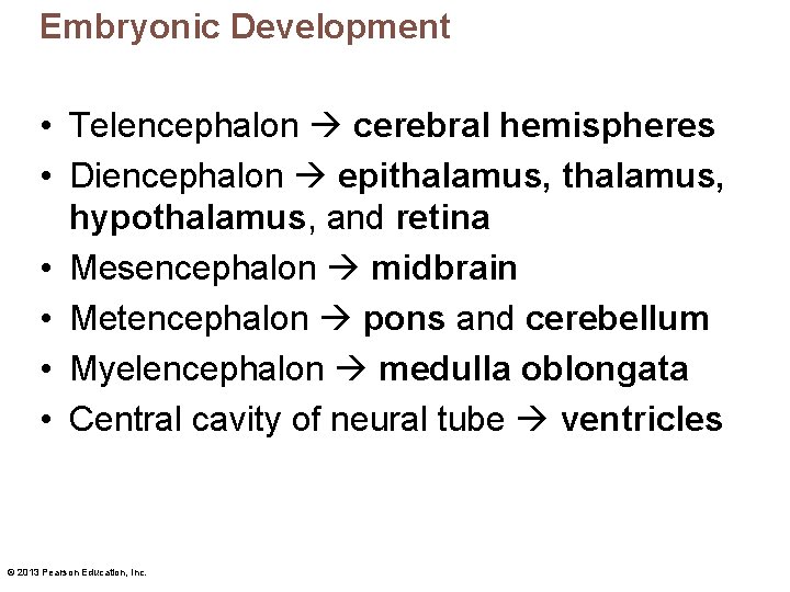 Embryonic Development • Telencephalon cerebral hemispheres • Diencephalon epithalamus, hypothalamus, and retina • Mesencephalon