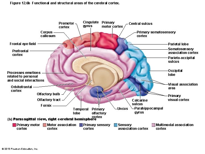 Figure 12. 6 b Functional and structural areas of the cerebral cortex. Premotor cortex