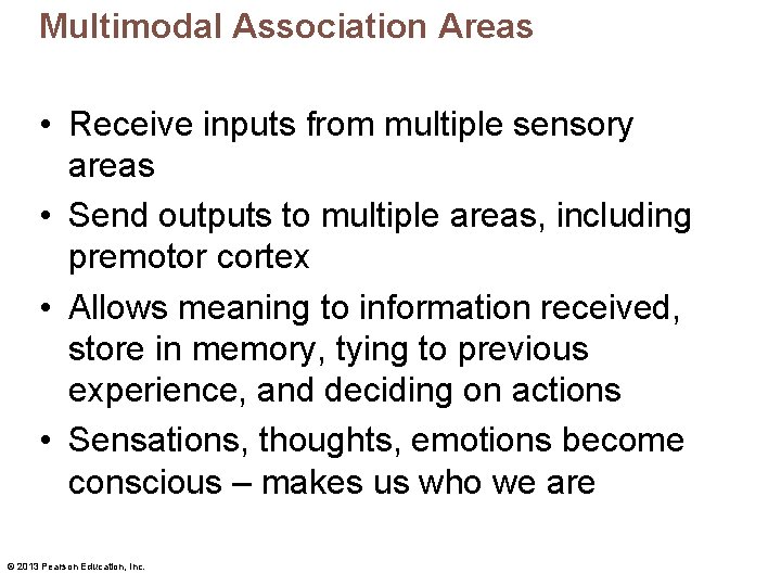 Multimodal Association Areas • Receive inputs from multiple sensory areas • Send outputs to