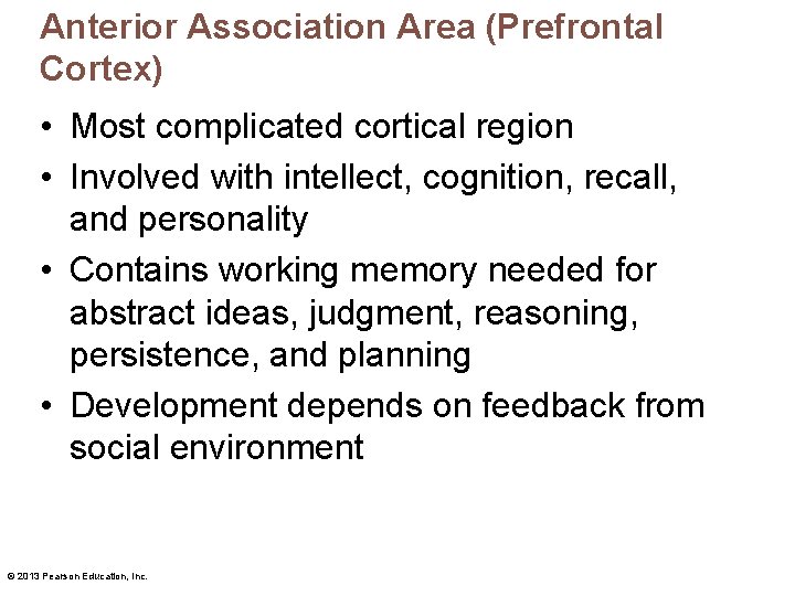 Anterior Association Area (Prefrontal Cortex) • Most complicated cortical region • Involved with intellect,