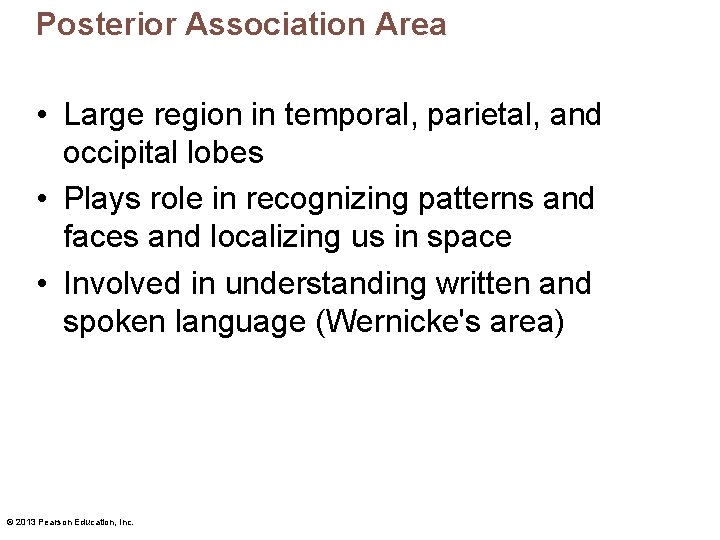 Posterior Association Area • Large region in temporal, parietal, and occipital lobes • Plays