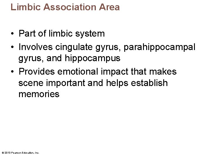 Limbic Association Area • Part of limbic system • Involves cingulate gyrus, parahippocampal gyrus,