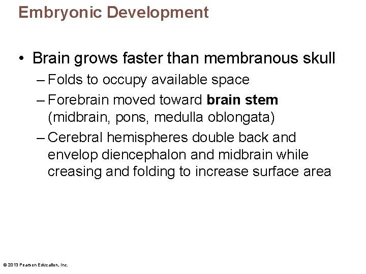Embryonic Development • Brain grows faster than membranous skull – Folds to occupy available
