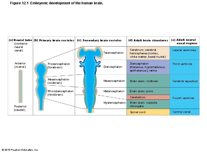 Figure 12. 1 Embryonic development of the human brain. Neural tube (contains neural canal)