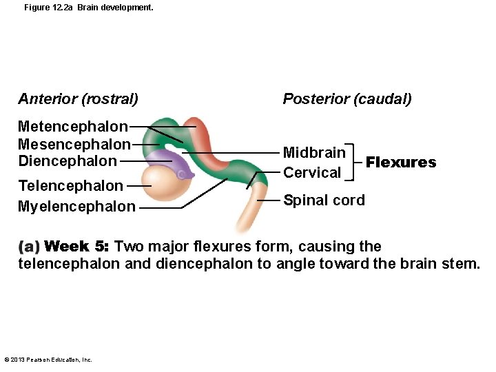 Figure 12. 2 a Brain development. Anterior (rostral) Metencephalon Mesencephalon Diencephalon Telencephalon Myelencephalon Posterior