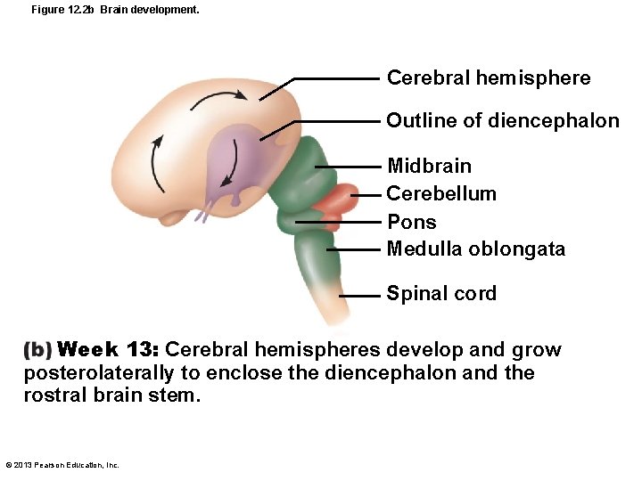 Figure 12. 2 b Brain development. Cerebral hemisphere Outline of diencephalon Midbrain Cerebellum Pons