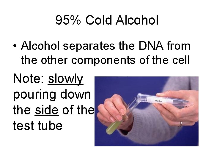 95% Cold Alcohol • Alcohol separates the DNA from the other components of the