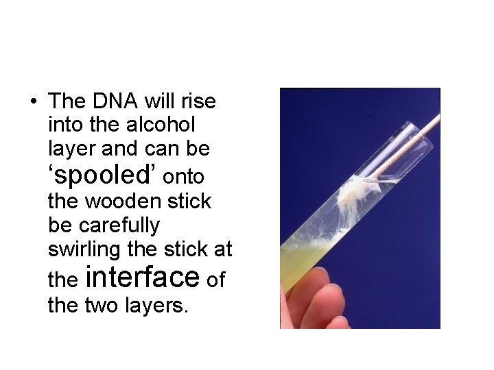  • The DNA will rise into the alcohol layer and can be ‘spooled’