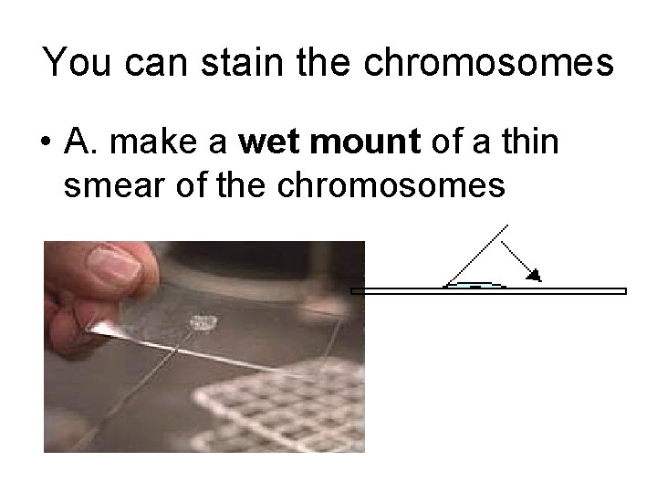 You can stain the chromosomes • A. make a wet mount of a thin