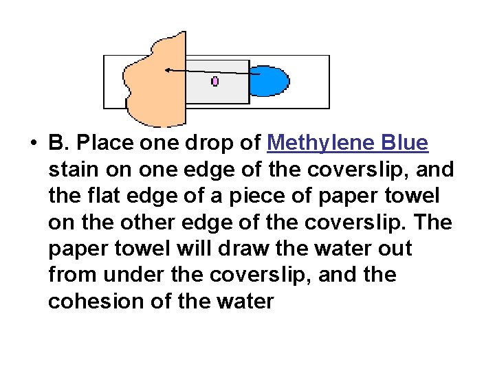  • B. Place one drop of Methylene Blue stain on one edge of