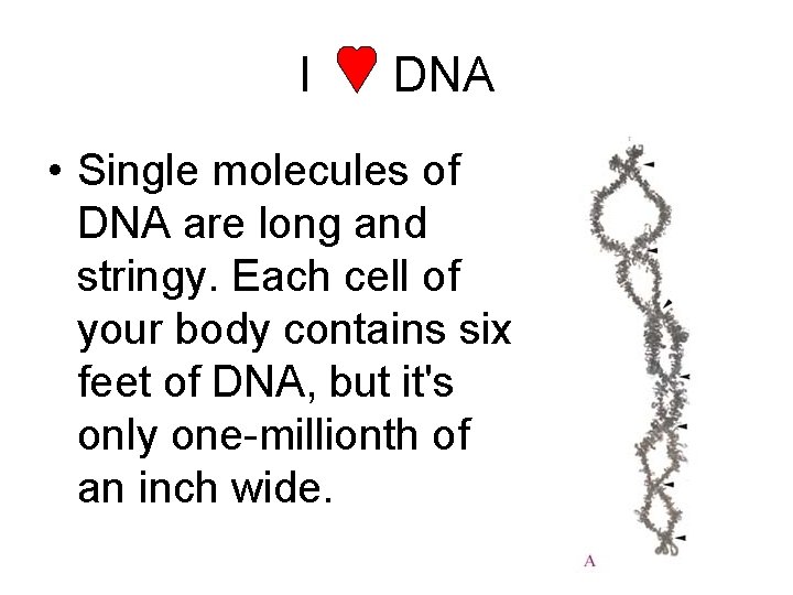 I DNA • Single molecules of DNA are long and stringy. Each cell of