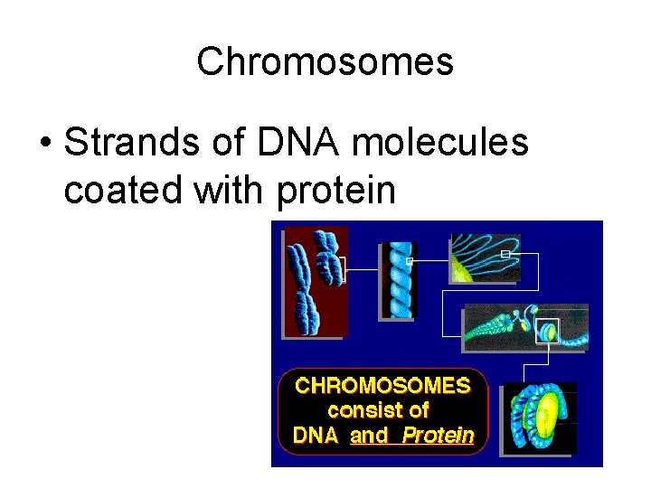 Chromosomes • Strands of DNA molecules coated with protein 