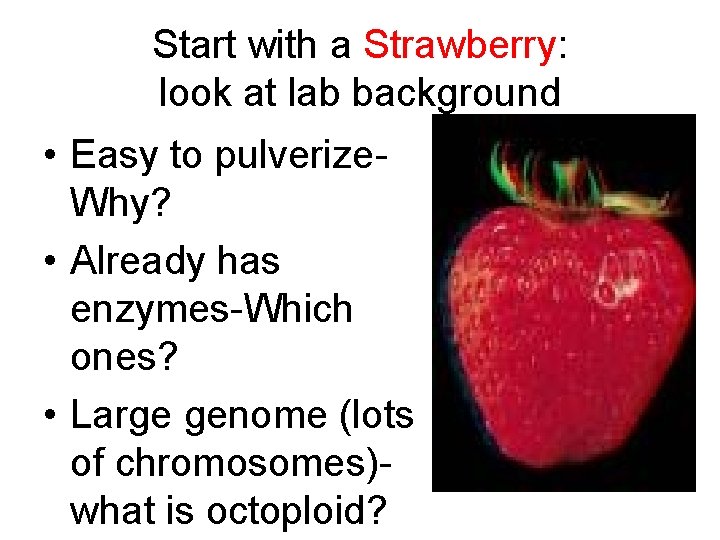 Start with a Strawberry: look at lab background • Easy to pulverize- Why? •