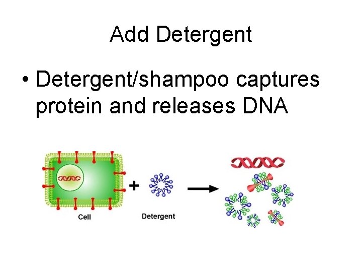 Add Detergent • Detergent/shampoo captures protein and releases DNA 