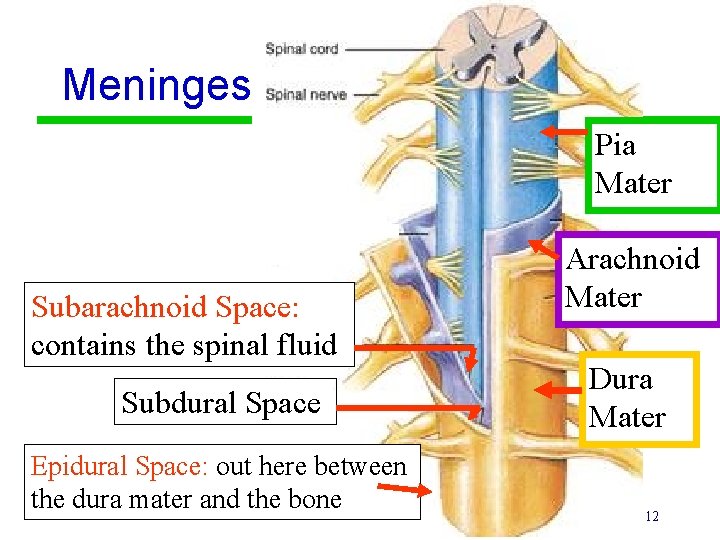 Meninges Pia Mater Subarachnoid Space: contains the spinal fluid Subdural Space Epidural Space: out