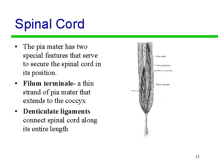 Spinal Cord • The pia mater has two special features that serve to secure