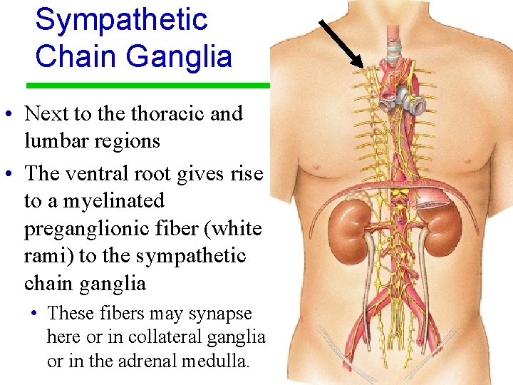 Sympathetic Chain Ganglia • Next to the thoracic and lumbar regions • The ventral