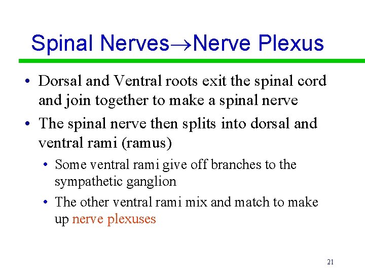 Spinal Nerves Nerve Plexus • Dorsal and Ventral roots exit the spinal cord and
