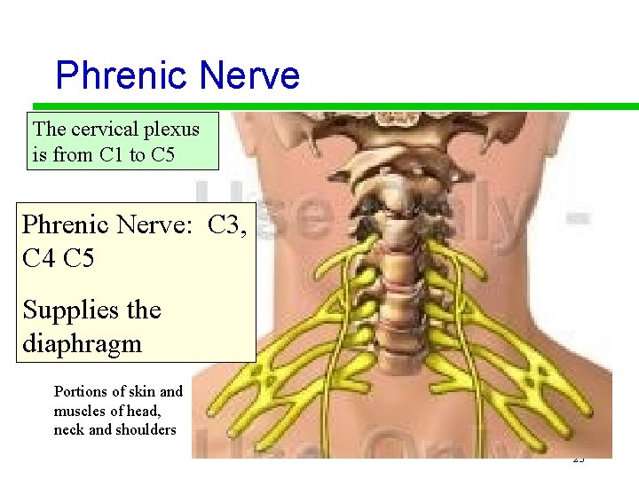 Phrenic Nerve The cervical plexus is from C 1 to C 5 Phrenic Nerve: