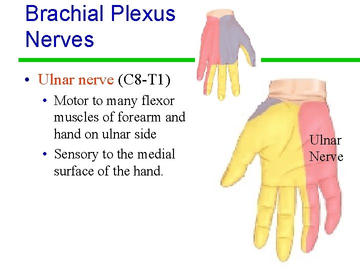 Brachial Plexus Nerves • Ulnar nerve (C 8 -T 1) • Motor to many