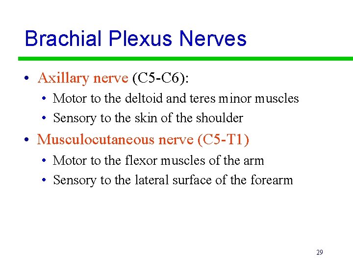 Brachial Plexus Nerves • Axillary nerve (C 5 -C 6): • Motor to the