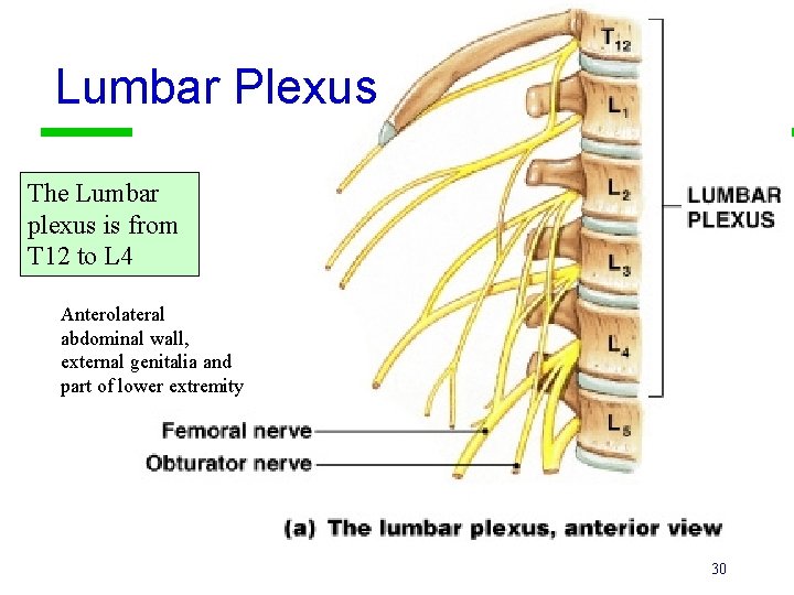 Lumbar Plexus The Lumbar plexus is from T 12 to L 4 Anterolateral abdominal