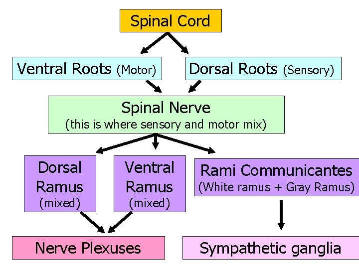 Spinal Cord Ventral Roots (Motor) Dorsal Roots (Sensory) Spinal Nerve (this is where sensory